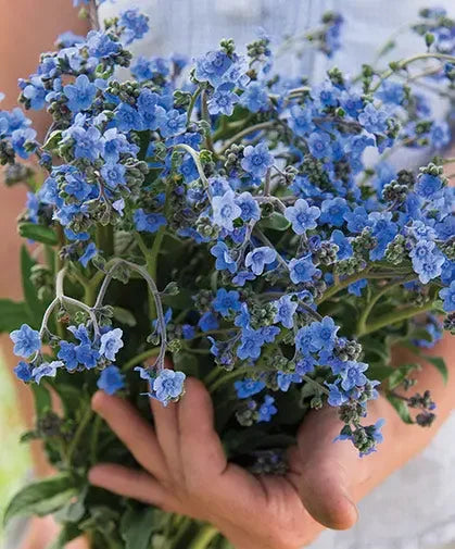 How to Grow Forget-me-not Seeds  Bloom Street Packets