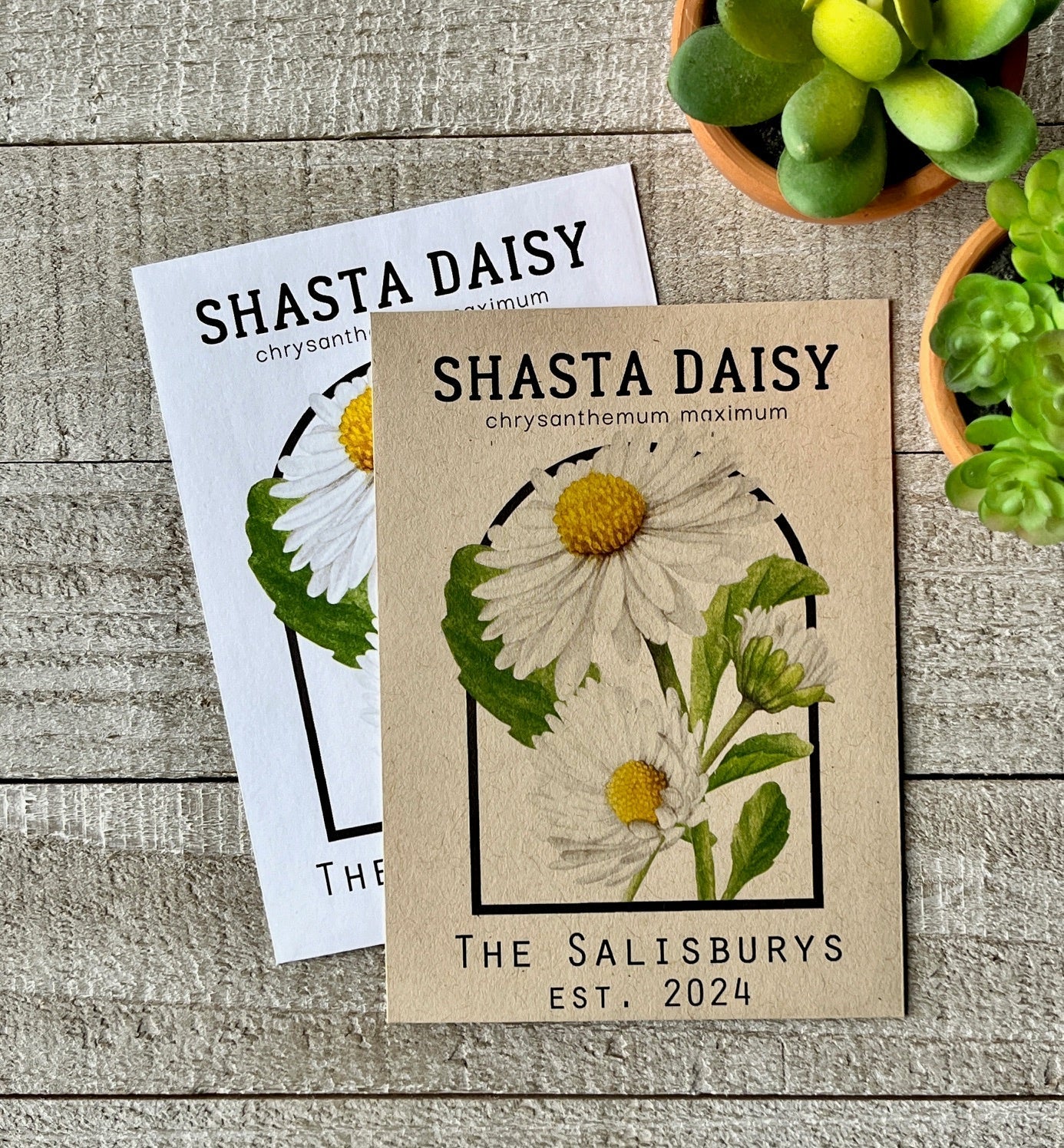 daisy seed to flower Shasta Daisy Seed Packets – Eco-Friendly Favors – Bloom Street Packets