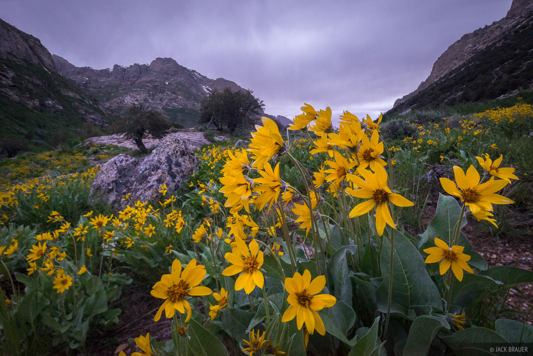 5 of the Best Wildflower Hikes in Nevada