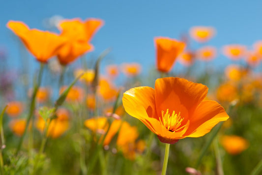 How to Grow California Poppies