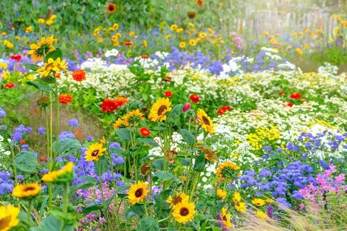 How to Plant Wildflower Seeds: A Step-by-Step Guide