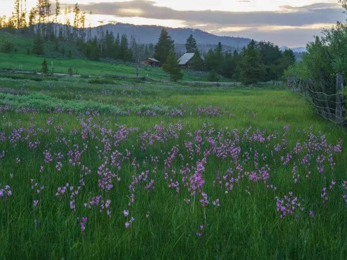 5 of the Best Wildflower Hikes in Idaho
