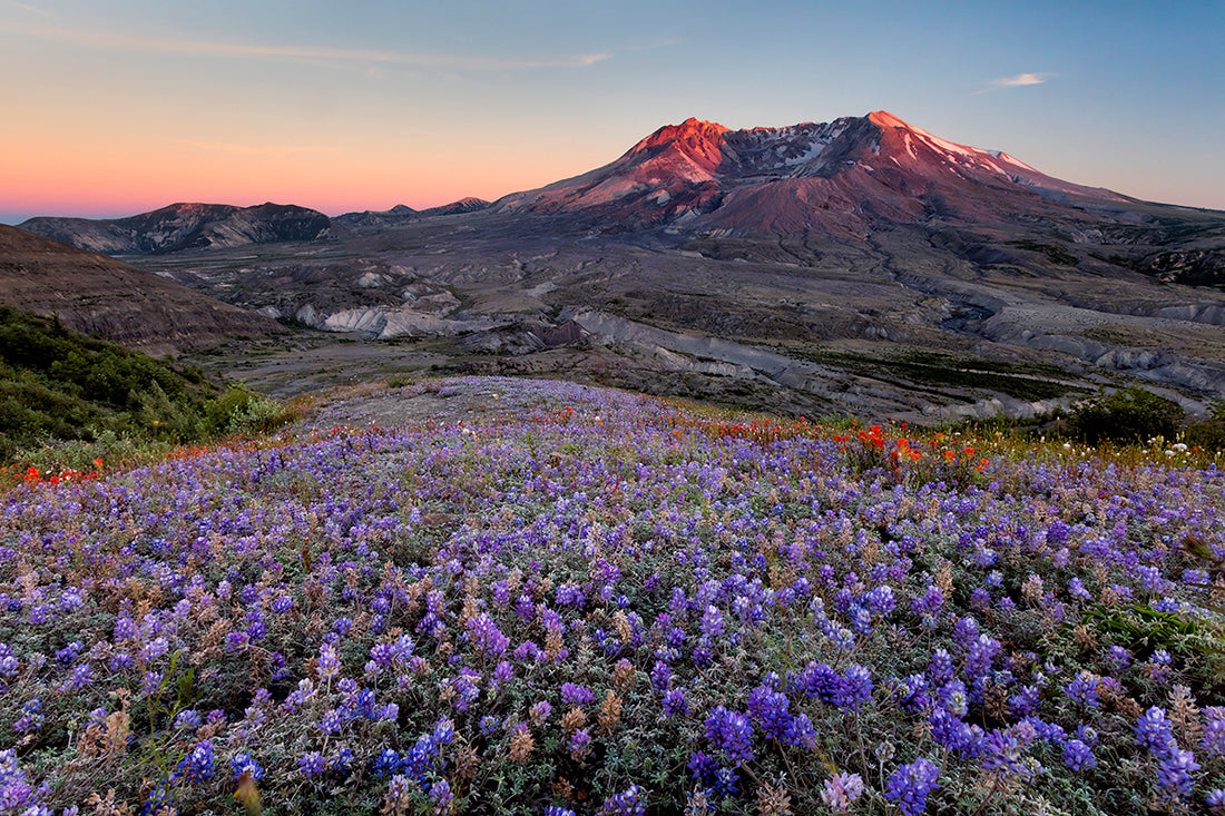 5 Of the Best Wildflower Hikes In Washington State