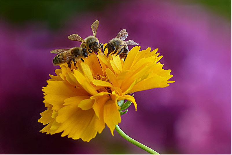 A bright yellow flower set against a purple background. Three bees work to gather pollen on the yellow flower.