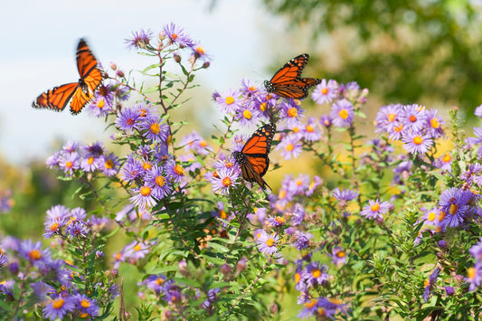 Tiny purple flowers with yellow centers and three monarch butterflies, orange and black, flying among them.