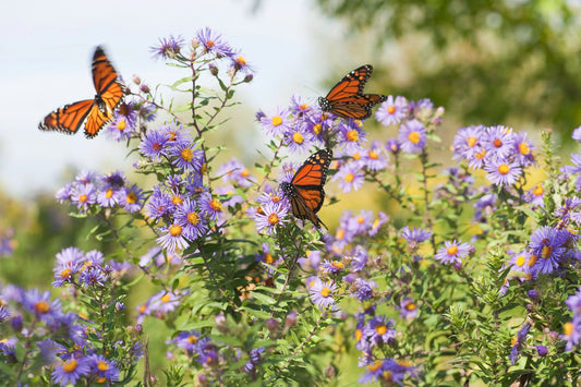 Tiny purple flowers with yellow centers and three monarch butterflies, orange and black, flying among them.