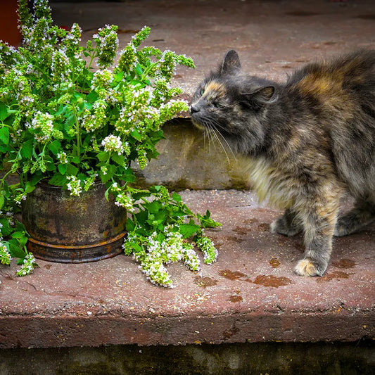 How to Grow Catnip Seeds