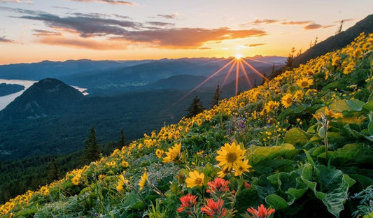 5 Of the Best Wildflower Hikes in Oregon