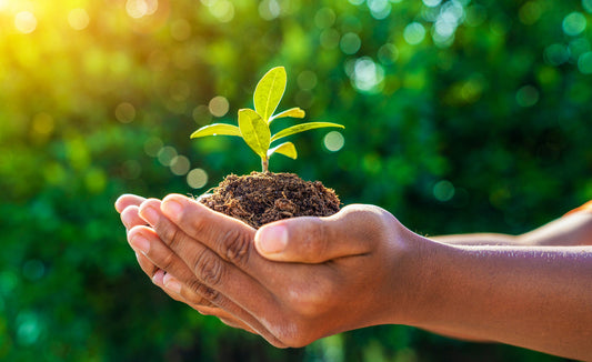 Hands holding a pile of dirt with a small sprouted plant in the center.