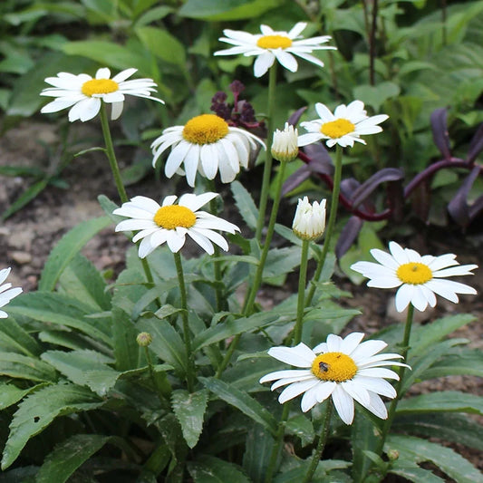 How to Grow Shasta Daisy from Seeds