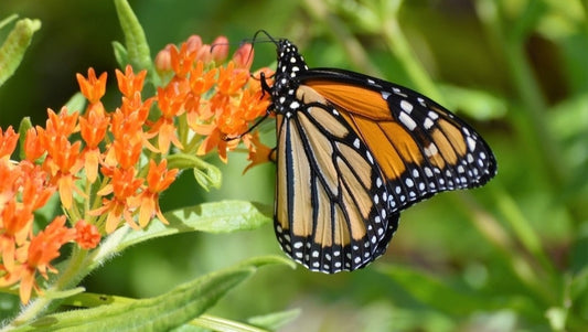 An orange and black, with white spots monarch butterfly on a stalk of bright red Indian Paintbrush wildflower