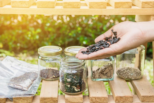 Jars of saved seed. A hand full of bean seeds appears to be dumping them into an open jar.