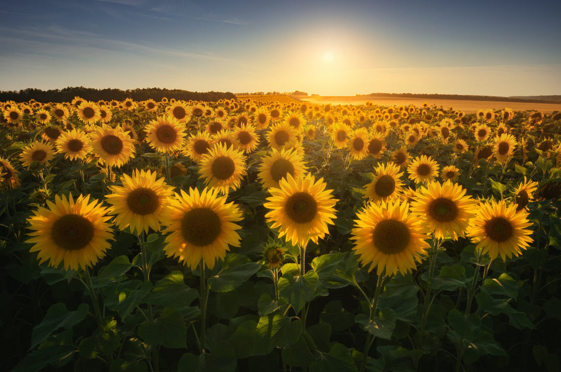 The Remarkable Power of Sunflowers: How Backyard Gardeners Can Help Clean Up Soil and Aid in Environmental Healing