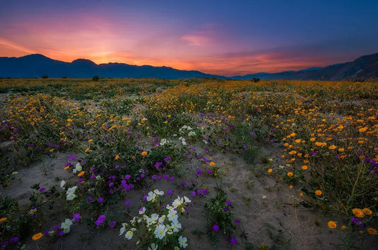 5 of the Best Wildflower Hikes in California