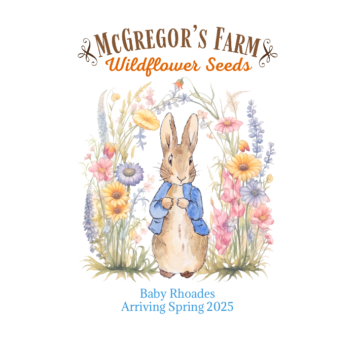 Blue Vintage Bunny Baby Shower or Birth Announcement