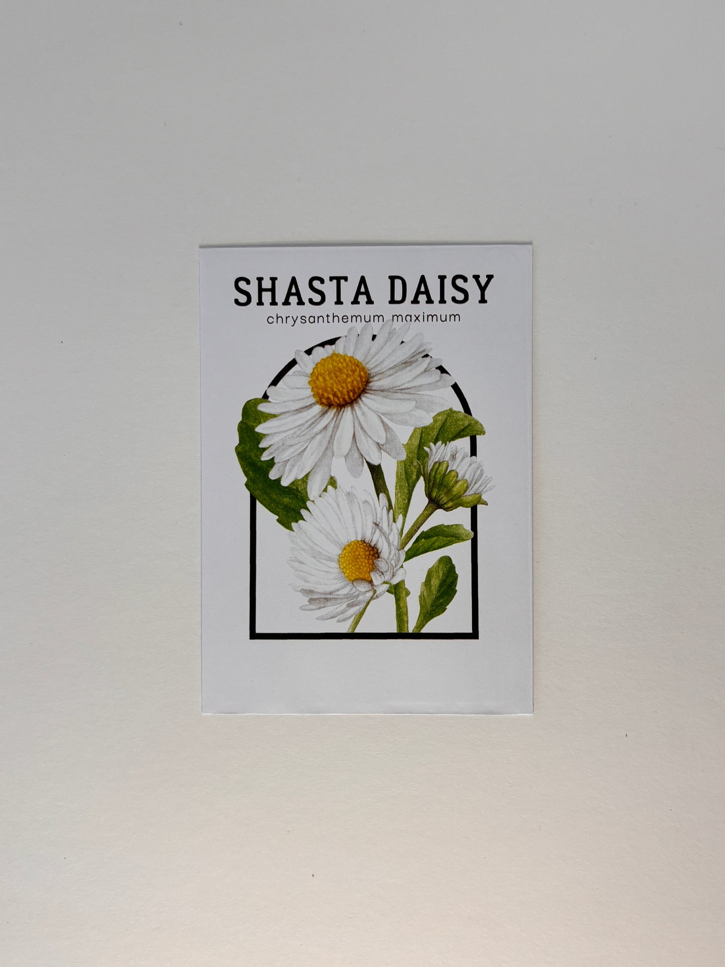 plant shasta daisy seeds Shasta Daisy Seed Packets – Eco-Friendly Favors – Bloom Street Packets