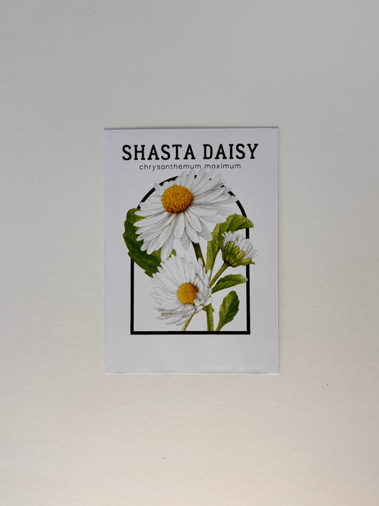 Shasta Daisy Vintage Seed Catalog