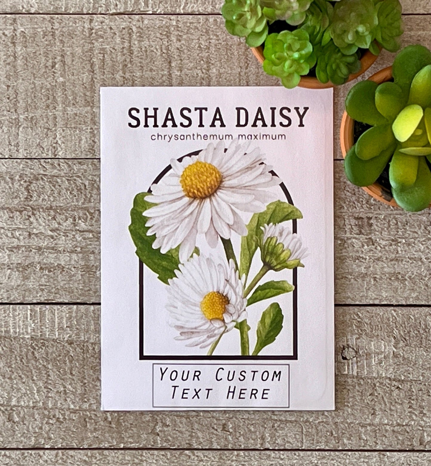 Shasta Daisy Vintage Seed Catalog