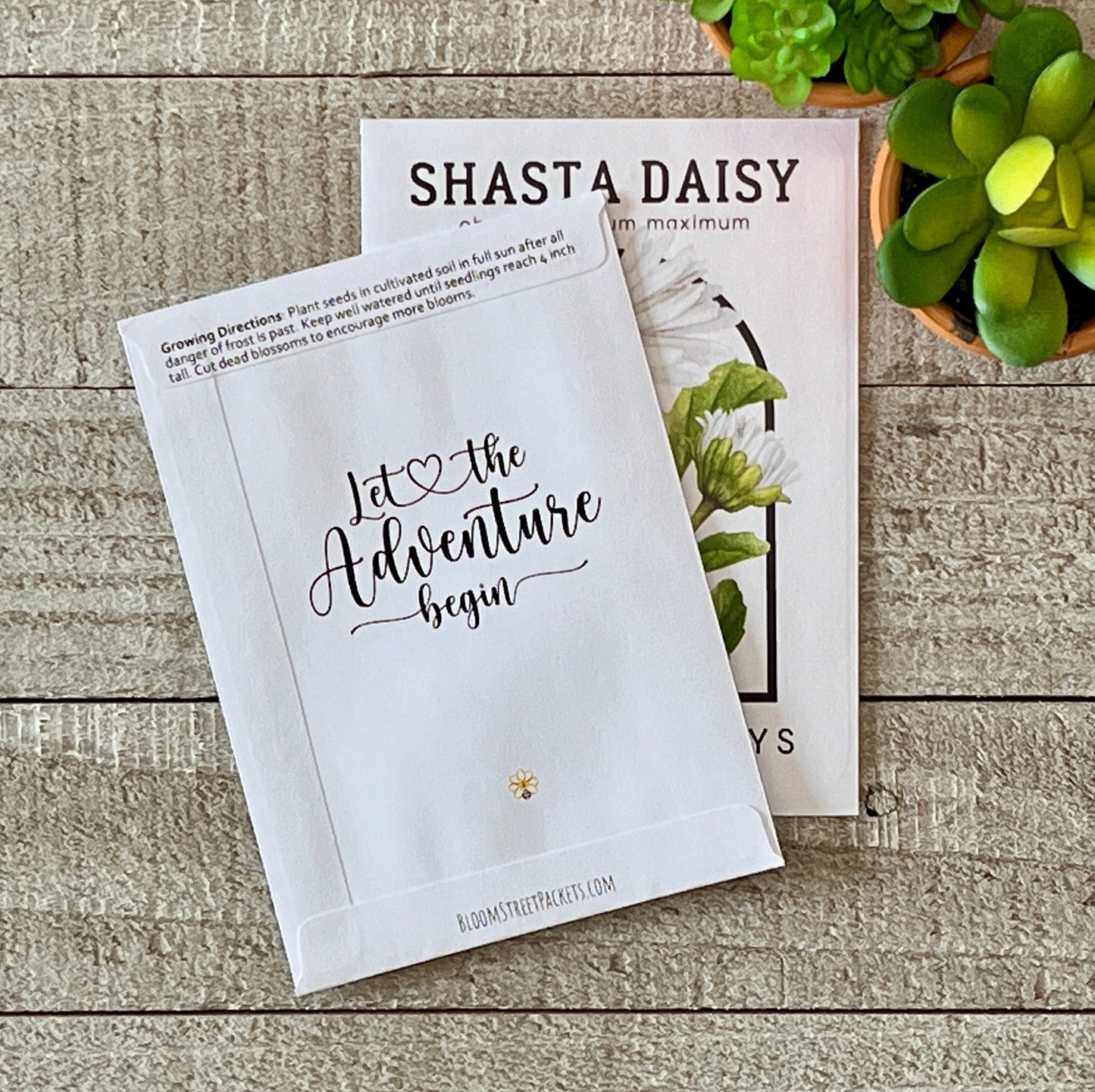 Shasta Daisy Vintage Seed Catalog