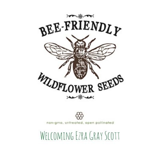 Bee-Friendly Wildflowers